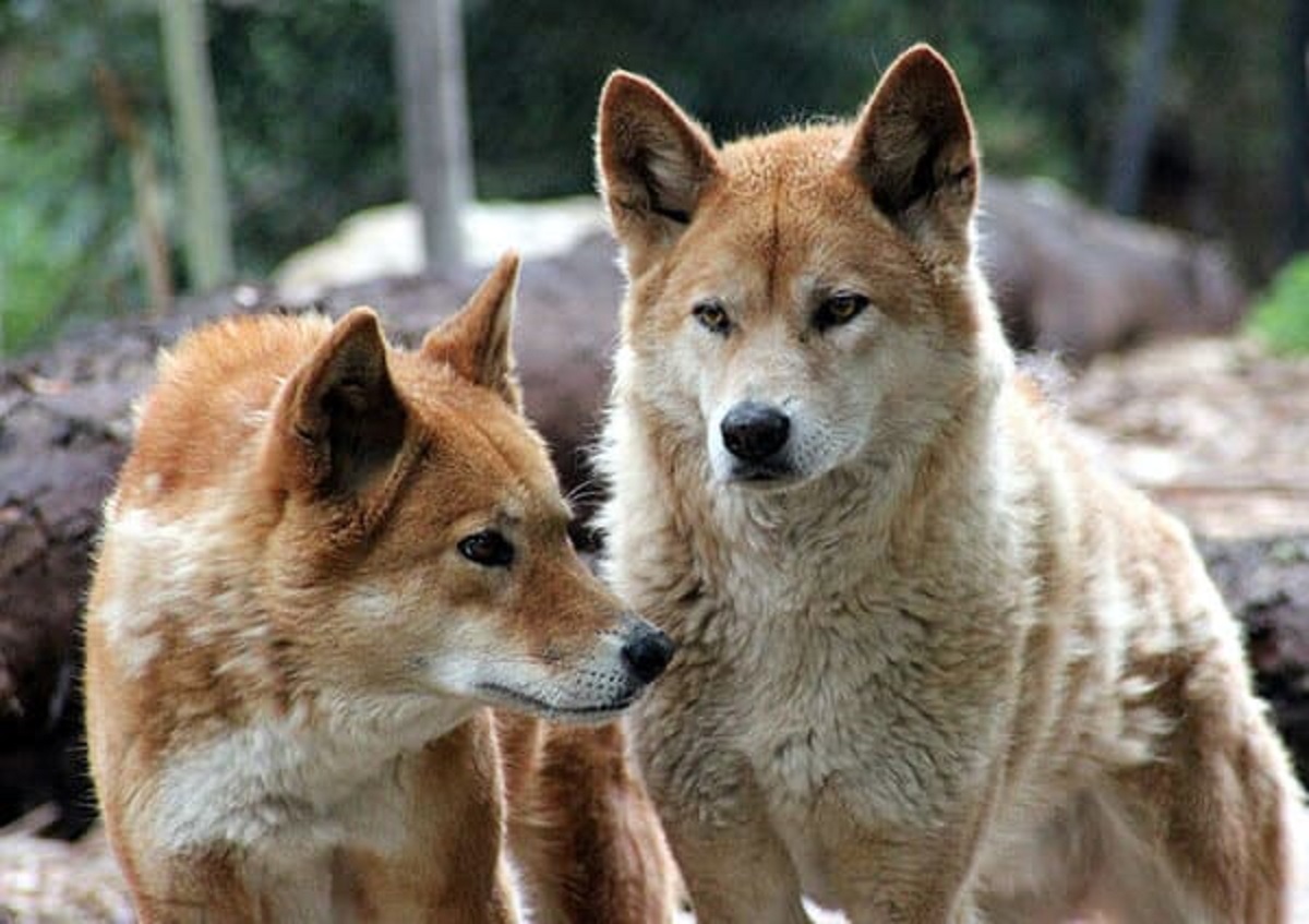 that dingoes were brought to Australia by humans around 4,000 years ago, and are actually an ancient breed of domestic dog.”