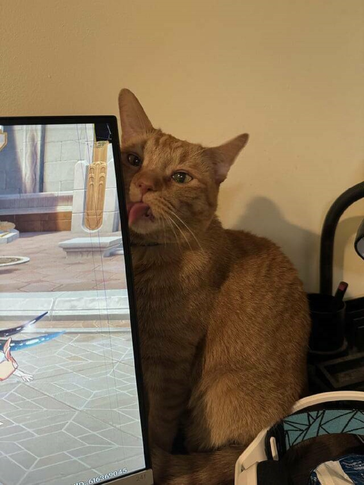 "Moved in with partner, and his cat chomped my monitor..."