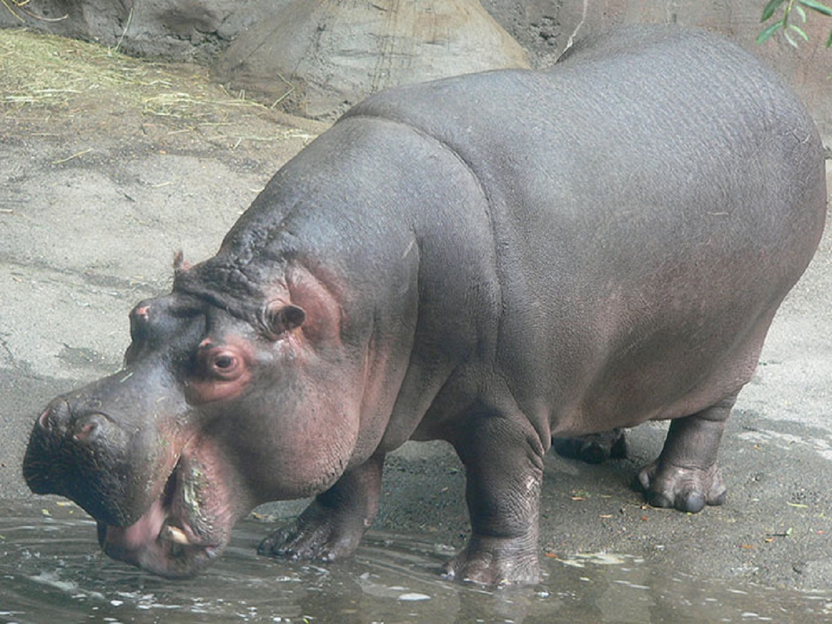 Hippopotamus milk is pink. Hippopotamus sweat is pink.