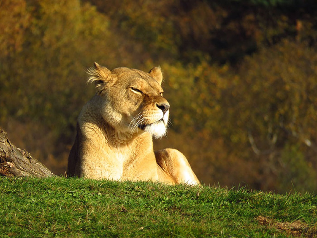 Female lions have uteruses that are basically little hammocks! So as the kittens are developing, they ride along in these things that turn and stabilize as the mother is running and hunting. I thought that was pretty cool.