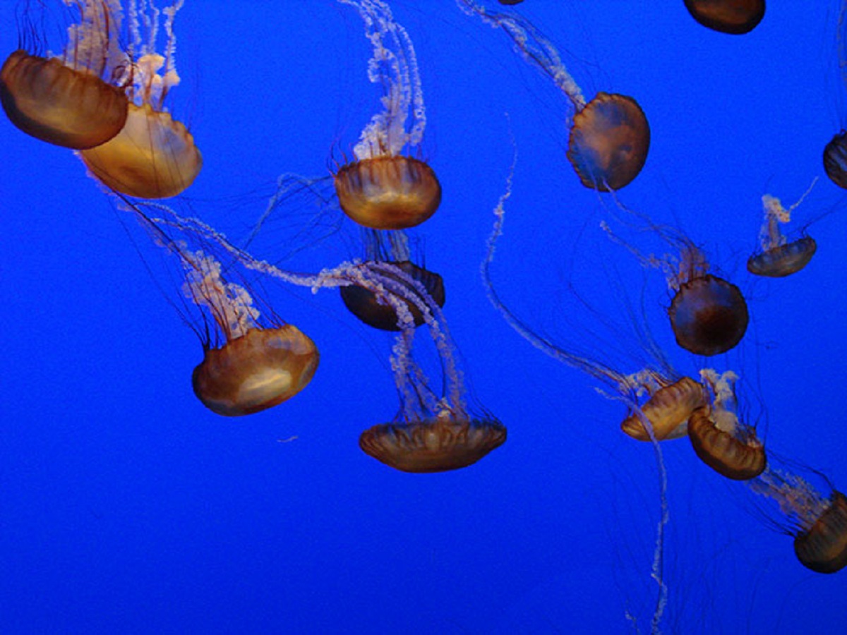 There is a type of jellyfish that is basically immortal. After it reaches sexual maturity it can just decide to revert and become immature again, making it theoretically live forever. Though in practice they do die.