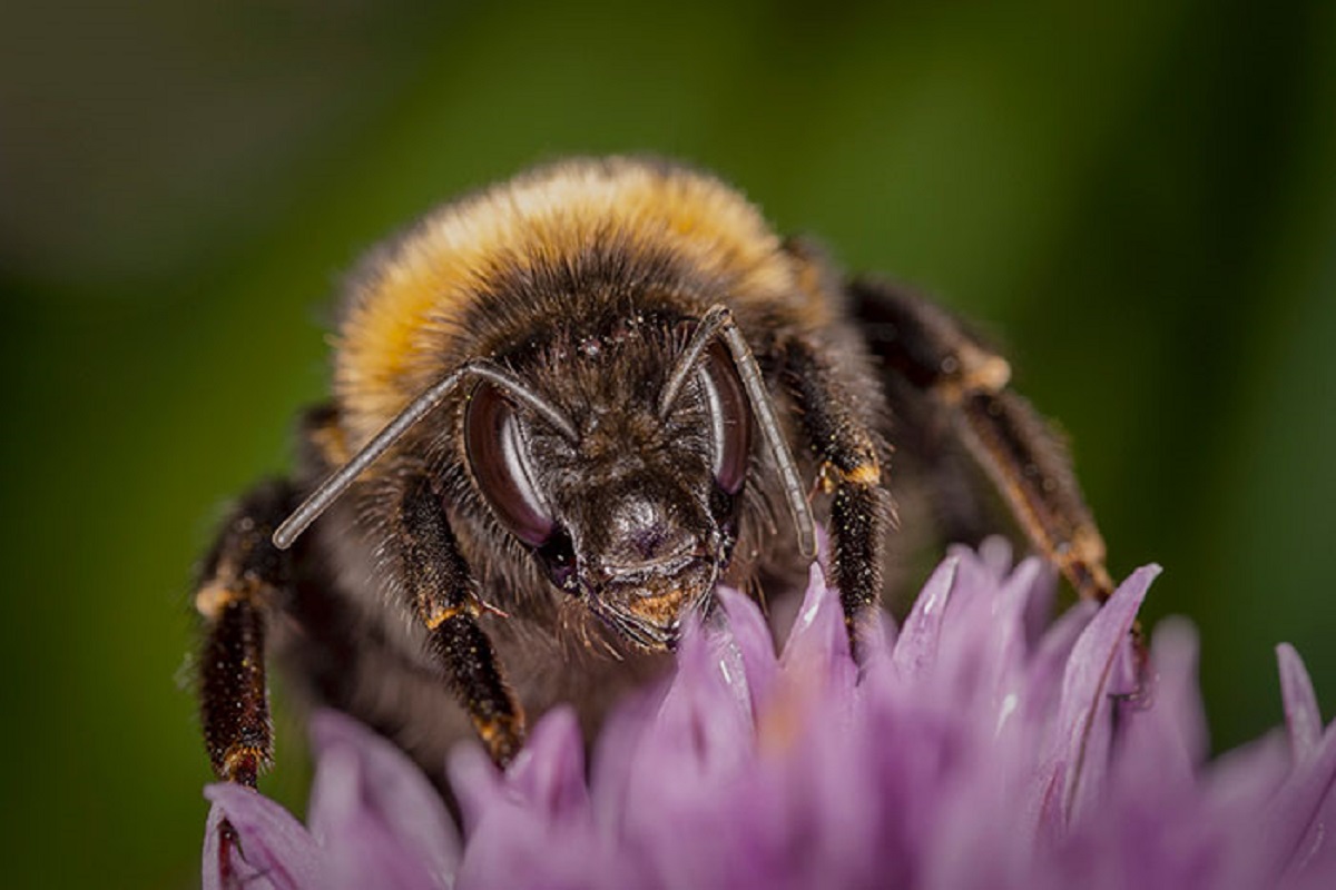 Bees have tiny hairs all over their compound eyes. These microscopic hairs are called setae, and they help bees to sense wind direction and velocity. The setae allow bees to detect air movements within a few centimeters per second. This helps them navigate back to the hive on windy days. I think it's amazing that bees have built-in anemometers on their eyes!