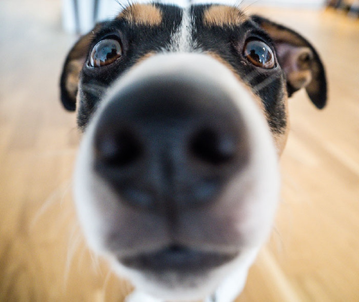 Dogs noses are way more sensitive than ours at differentiating smells. Whereas we can smell a stew warming up on the stove top, a dog can actually smell all its components (meat, potato, carrots, onions, etc) separately.