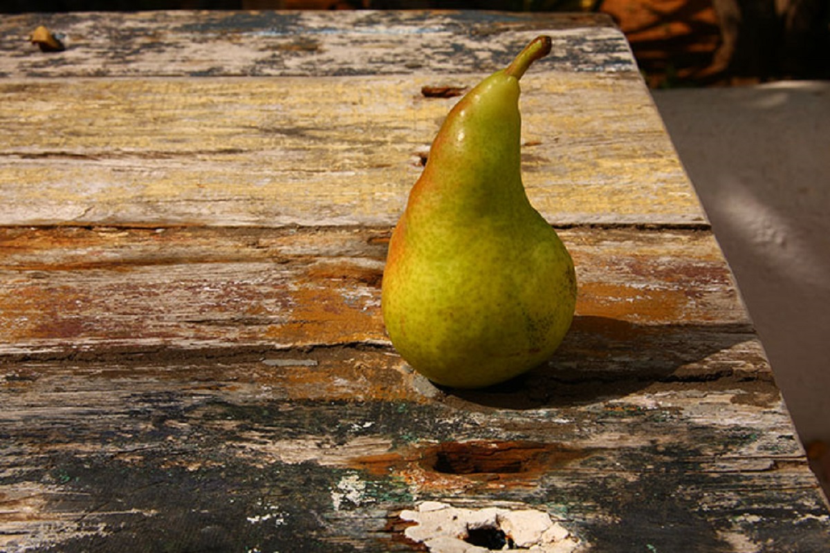 If you are currently eating a pear in the southern hemisphere it was likely picked in late February 2023.