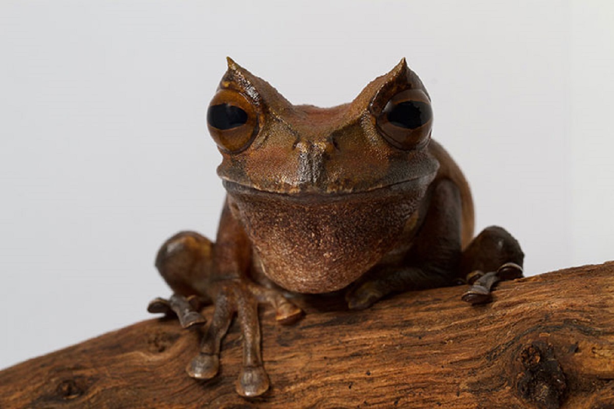 Equador has a rare species of horned frog that is a marsupial. The female lays eggs, the male fertilizes them then puts them in a pouch on the mother’s back.