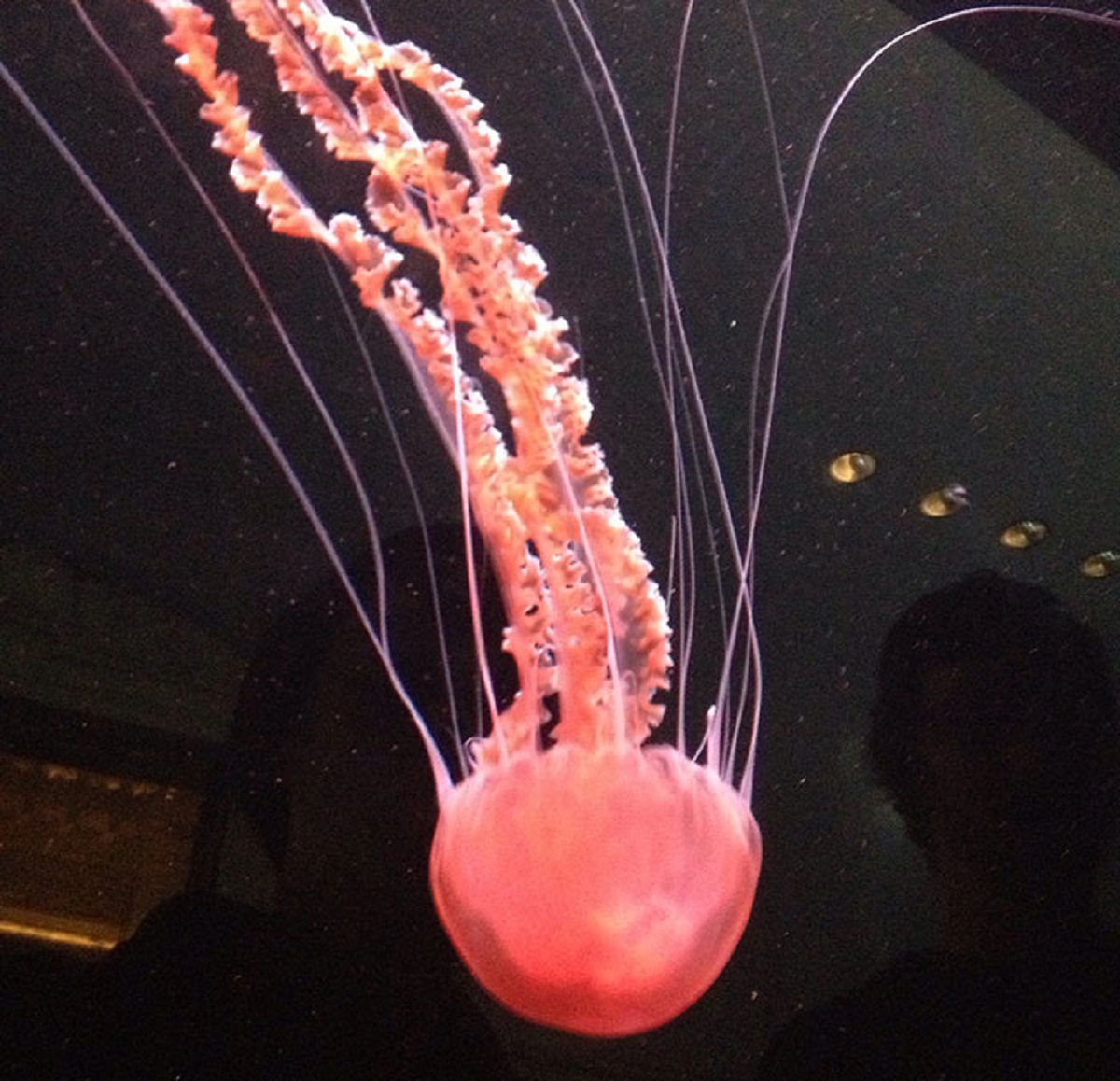 There is a species of jelly (not jellyfish, they're different) that grows a new a**s everytime it defecates.