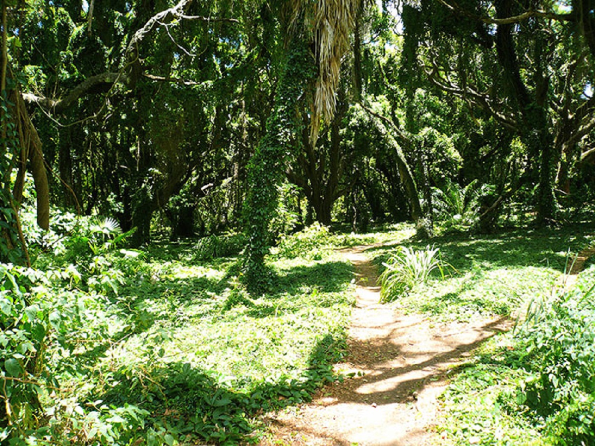 Somewhere in south America. You have like a mountain plateau and under it a valley/jungle. The animals on the plateau have more in common with animals from Africa then the Animals down in the valley/jungle because of tectonic plate shifting.