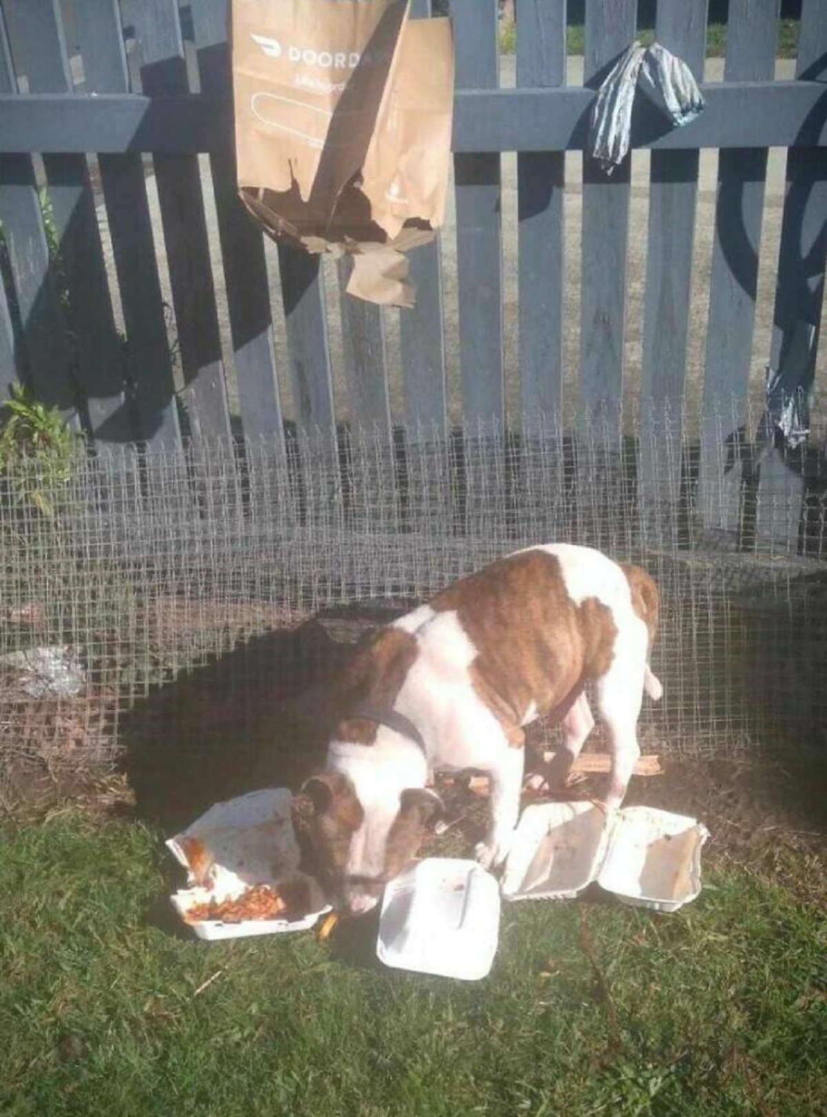 "Delivery Driver Hung Food Order On My Fence And My Dog Ate It Every Single Bite"