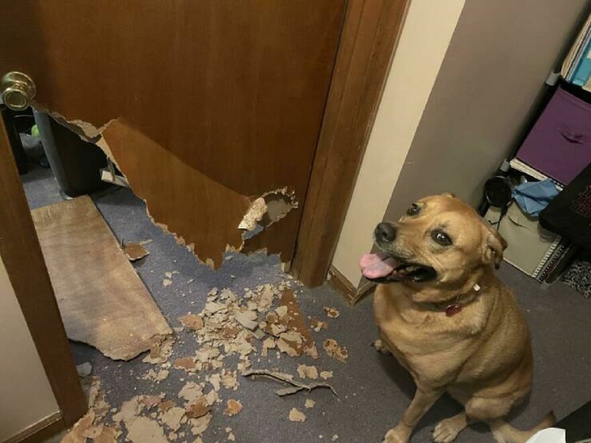 "Dog Decided To Bust Through My Bedroom Door Like The Kool-Aid Man While I Was At Work"