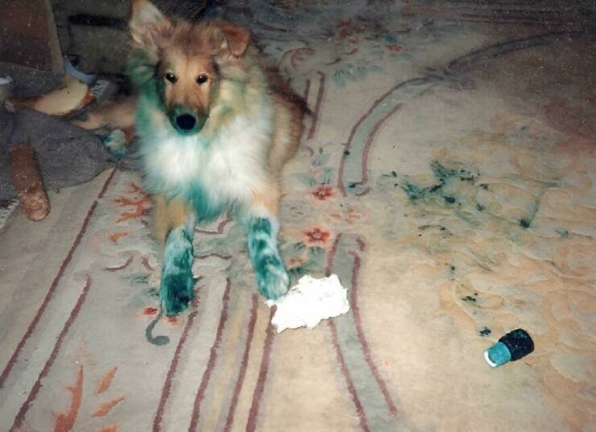 Meet Bonnie, Our 3 Month Old Collie. During The Night She Discovered A Can Of Blue Paint With A Loose Lid. We Call This Her 'Blue Period' Since She Is Obviously Going Through Some Artistic Phase. (The Chinese Rug Cost Nearly $6,000.)"