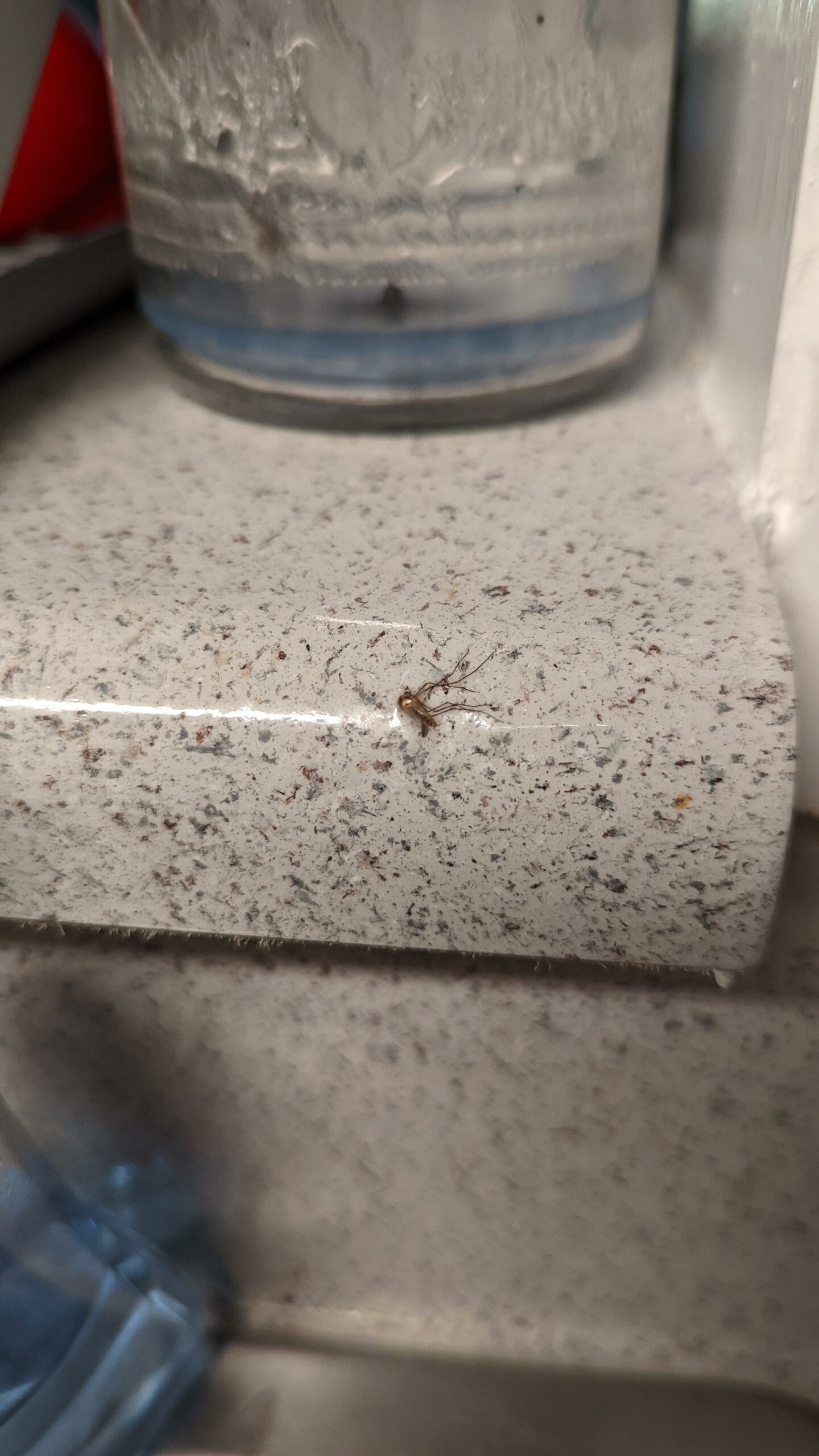 “Landlord renovation special, mosquito sealed under countertop epoxy.”