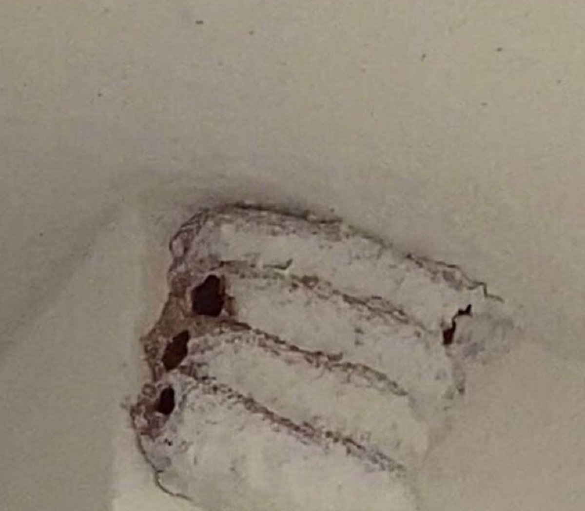 Just moved into a new build and the landlord straight up just painted over a couple of wasp nests in my closet.