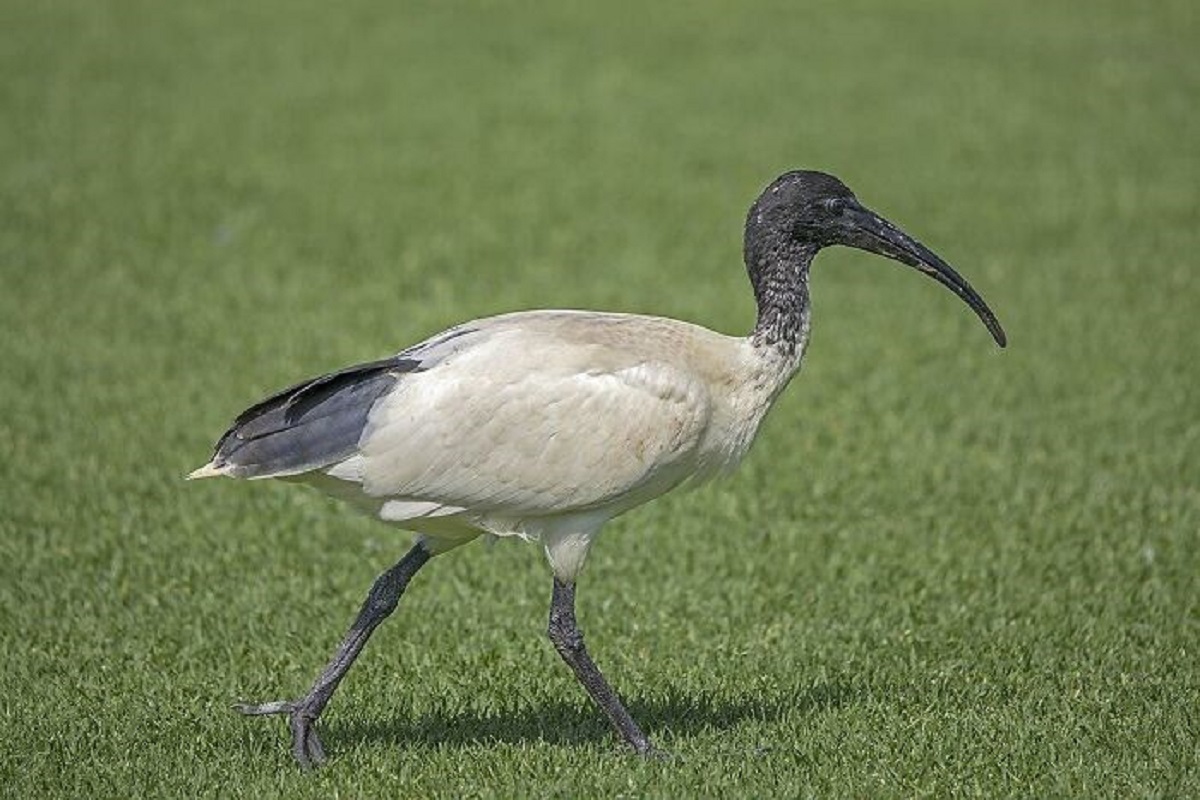 that the Australian Ibis (aka bin chickens) have learned how to eat the invasive and poisonous cane toad. They do this by picking the toad up, shaking it around to get it to expel its poison and empty is poison sacs, then washing the poison off with water.