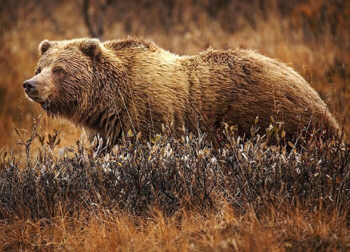 about a phenomenon called "delayed implantation" in grizzly bears. The embryo will start gestation only after the mama bear has gained enough weight to avoid death by starvation during hibernation.