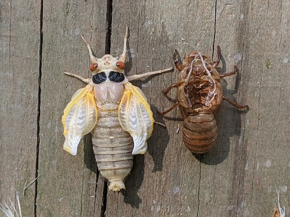 the next periodical emergence of the 13- and 17-year cicada broods is 2024. The last time these insects co-emerged was 221 years ago while Thomas Jefferson was president.