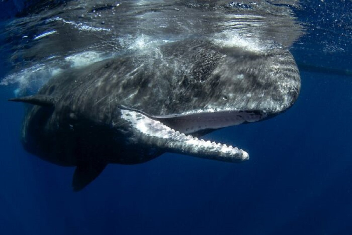 that sperm whales can generate sounds up to 230 decibels - far beyond the fatality threshold for humans.