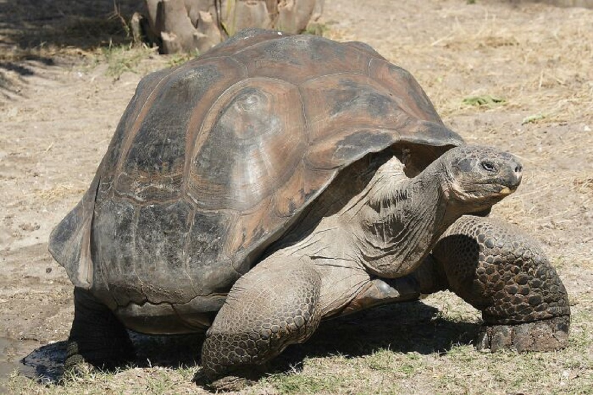 Giant Tortoises lacked a scientific name for 300 years; as sailors devoured them on return trips.