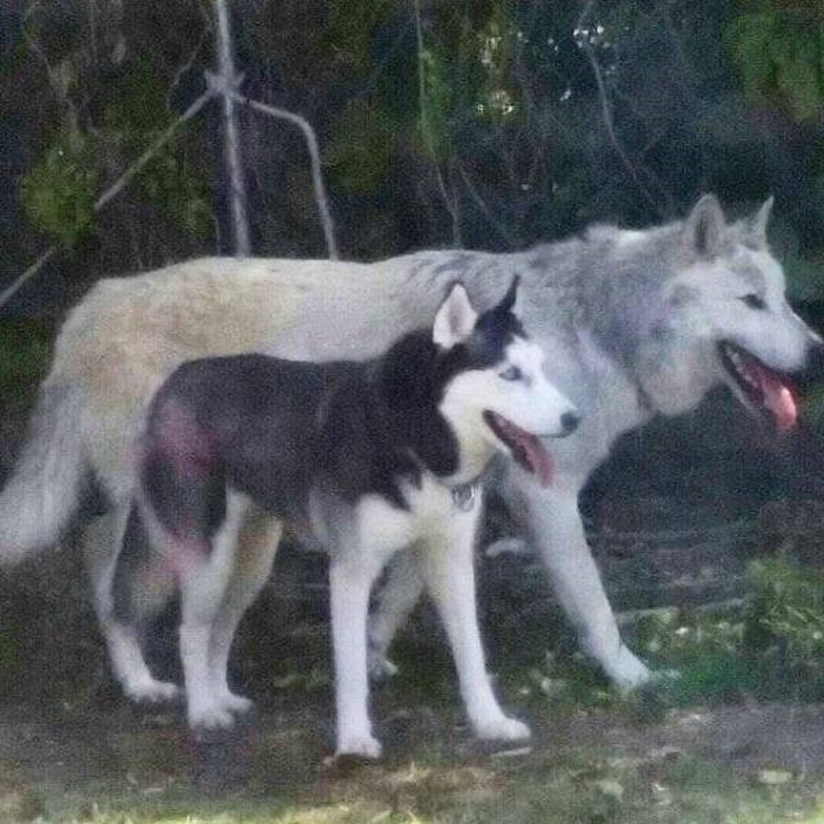husky next to wolf