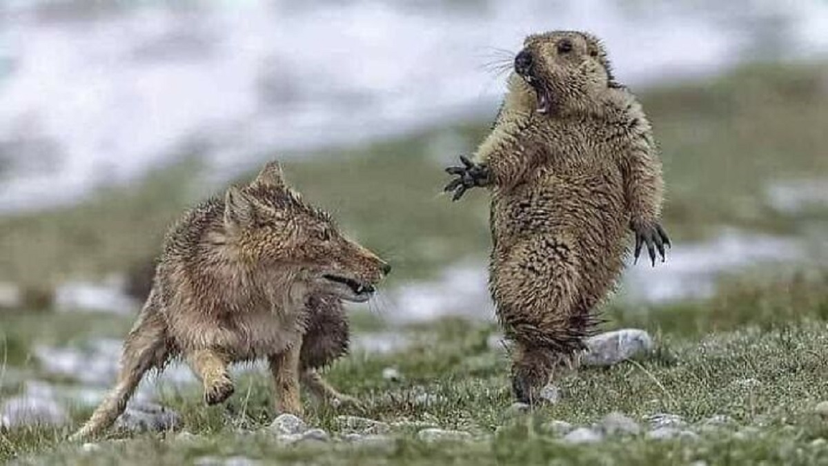 Precise Moment In Which A Groundhog Realizes That A Fox Is Going To Kill It.