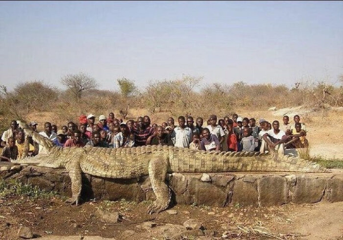 This Enormous Crocodile Was Pulled From The Water In Zimbabwe Back In 2010 After Cows & Other Vital Livestock Kept Vanishing