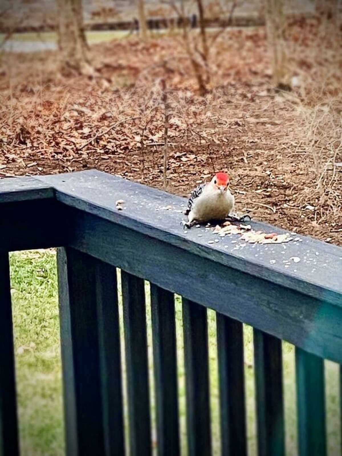 “The Way This Bird Sits While Eating”