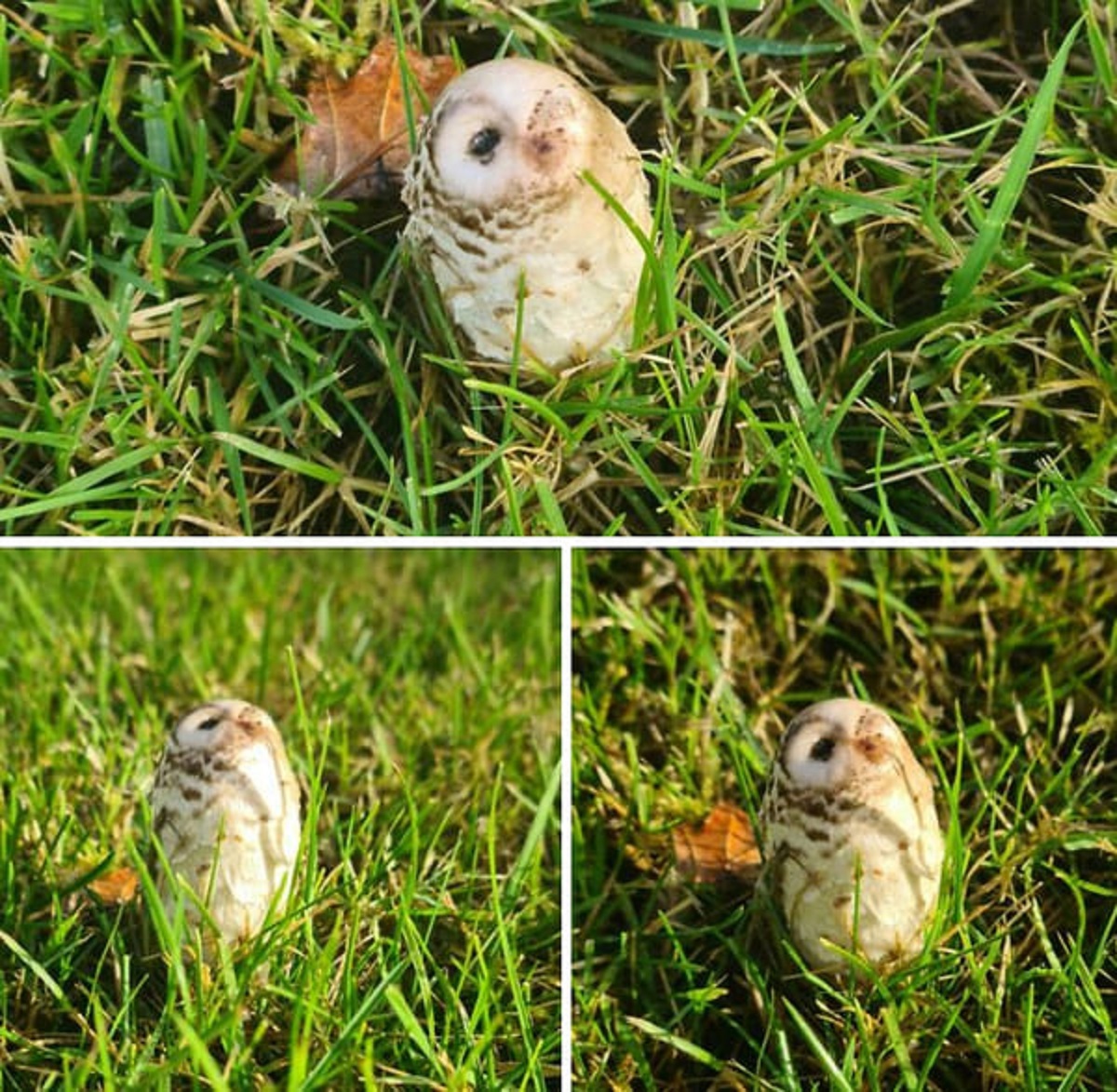 “I Found A Mushroom That Looks Like A Little Owl”