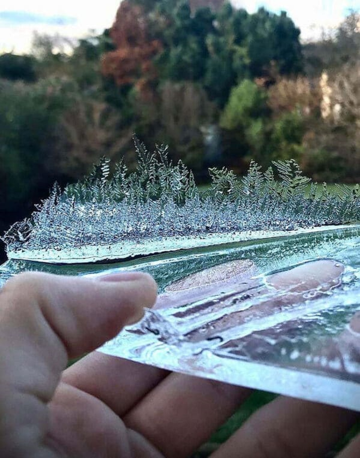 “The Way This Ice Has Formed Looks Like A Tiny Forest”