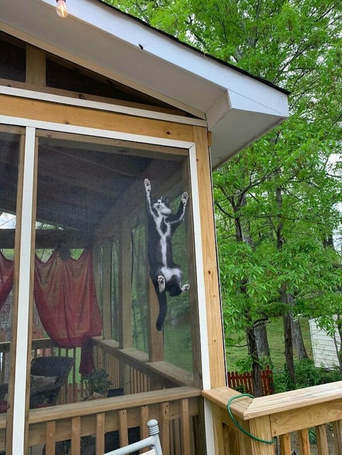 “My Tuxedo Cat Wednesday Has White Lines Going Down Each Leg. From Underneath She Looks Skeletal”