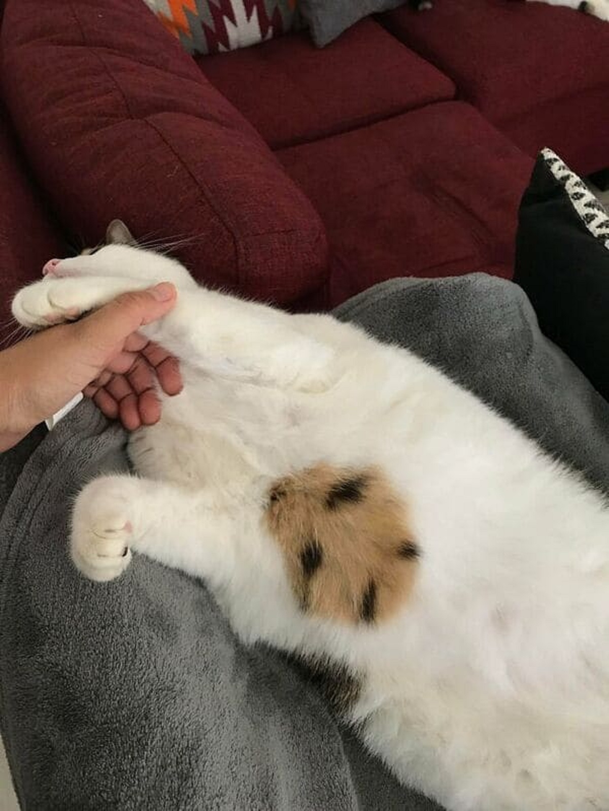 “My Cat Has A Cookie Shape On His Belly”