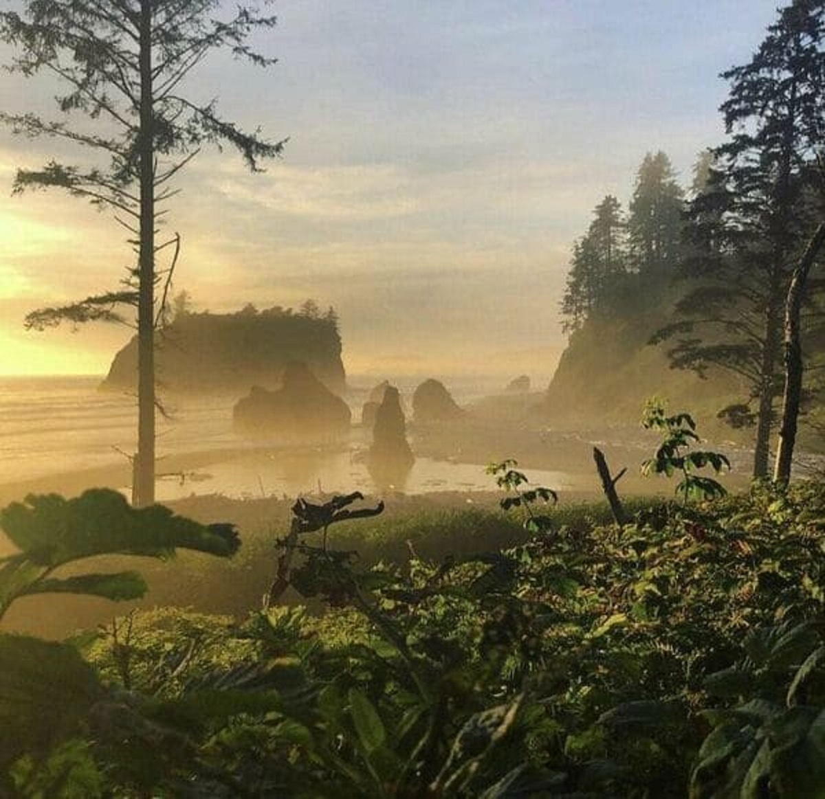 “The Area I Used To Work In Washington Looks Like Jurassic Park”