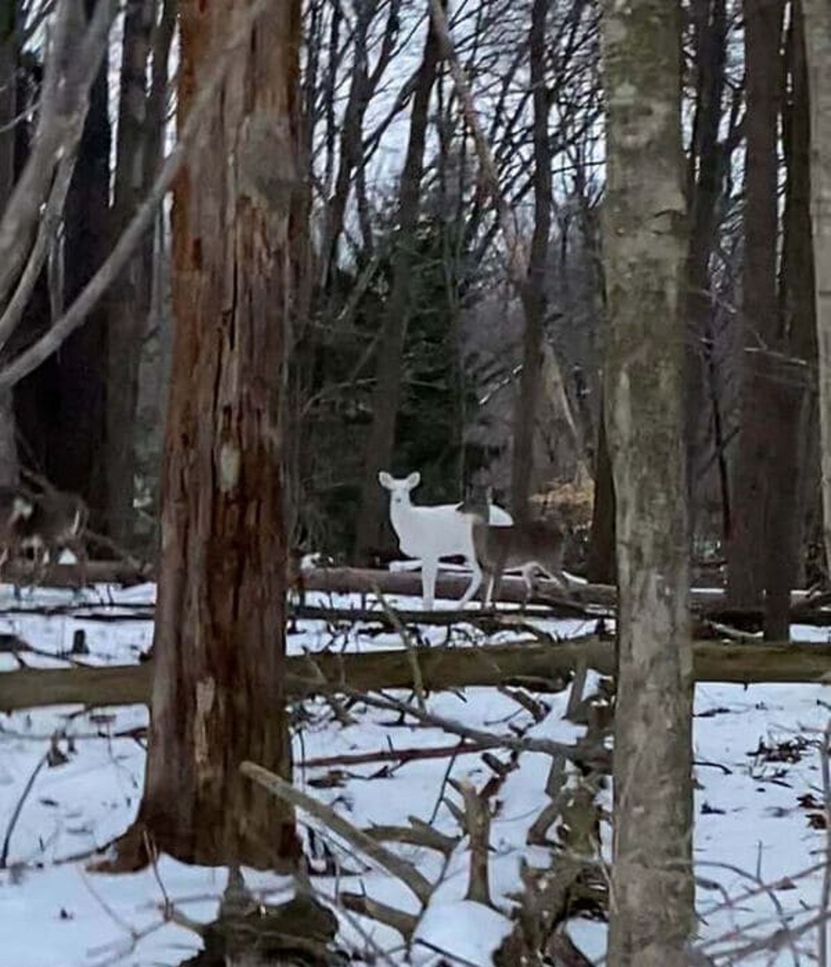 “I Saw A White Deer In The Woods The Other Day”