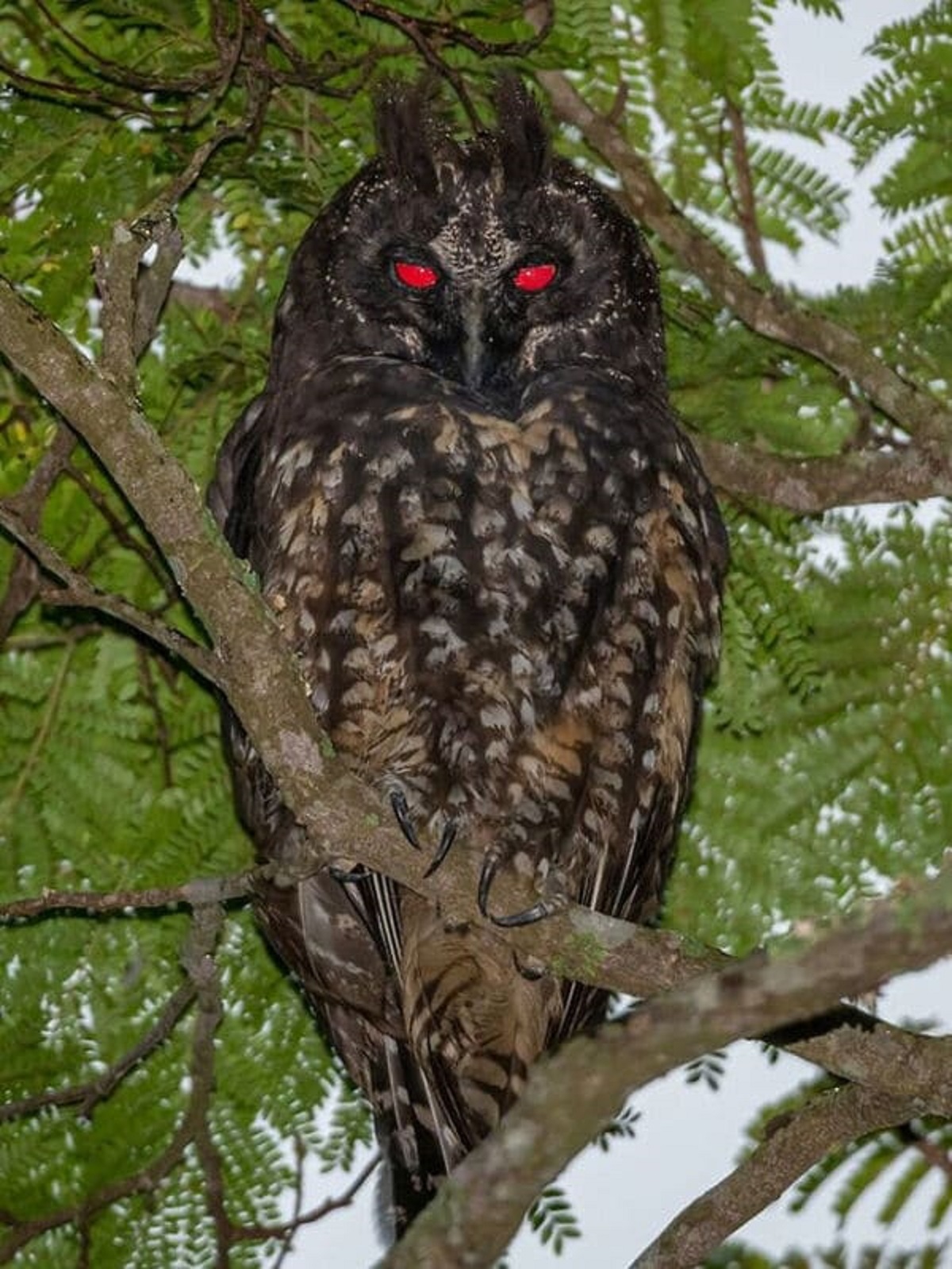 “Stygian Owl Known For Red Reflection Of Their Eyes That Are Often Associated With The Devil”