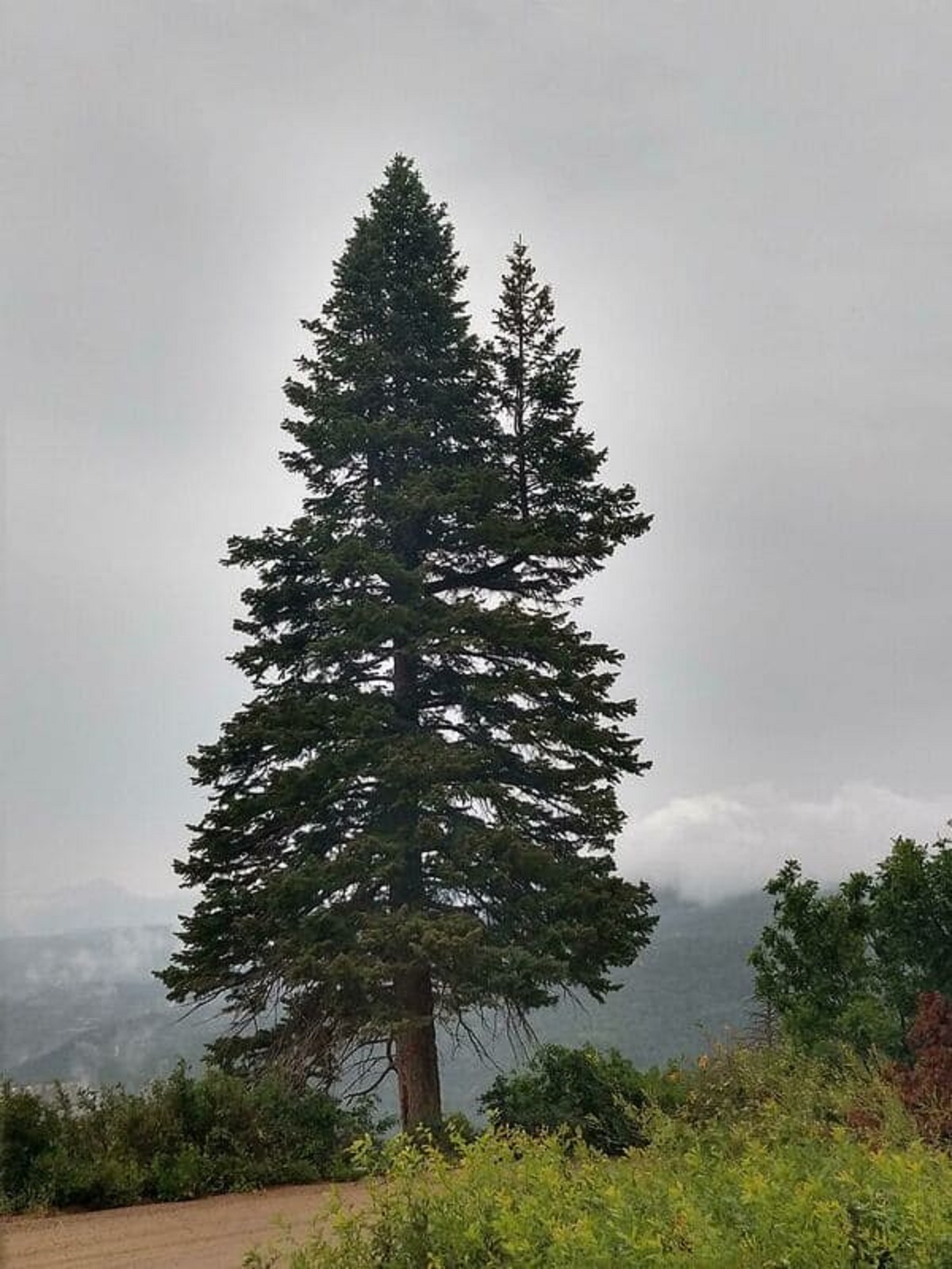 “A Tree Growing On The Branch Of Another Tree”