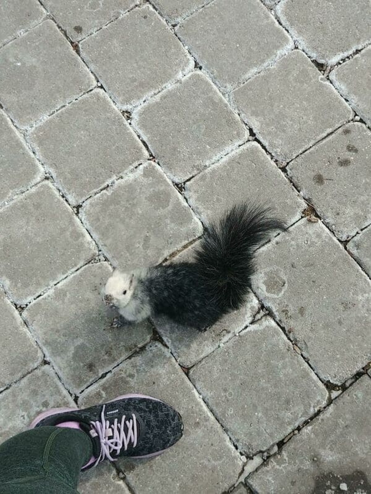 “Black And White Squirrel That Came Up To Me On My Walk”