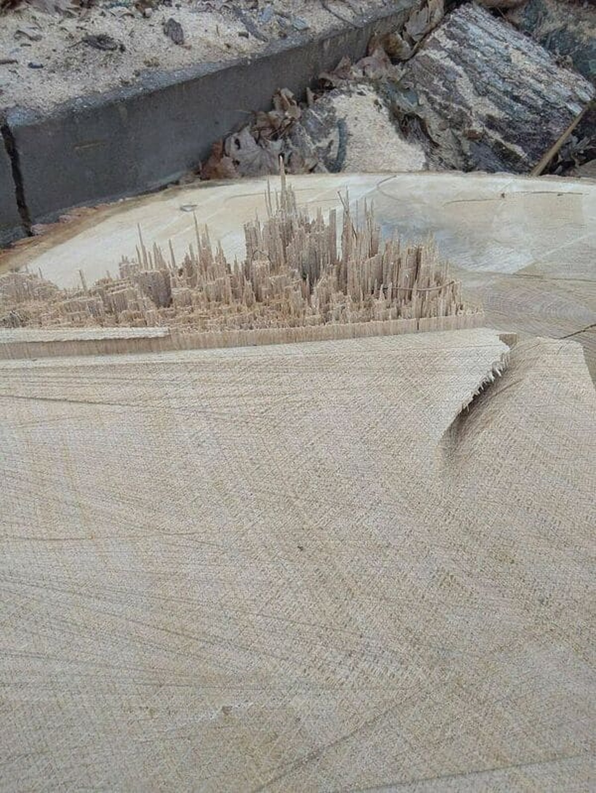 “The Way This Tree Stump Has A Cityscape On It”