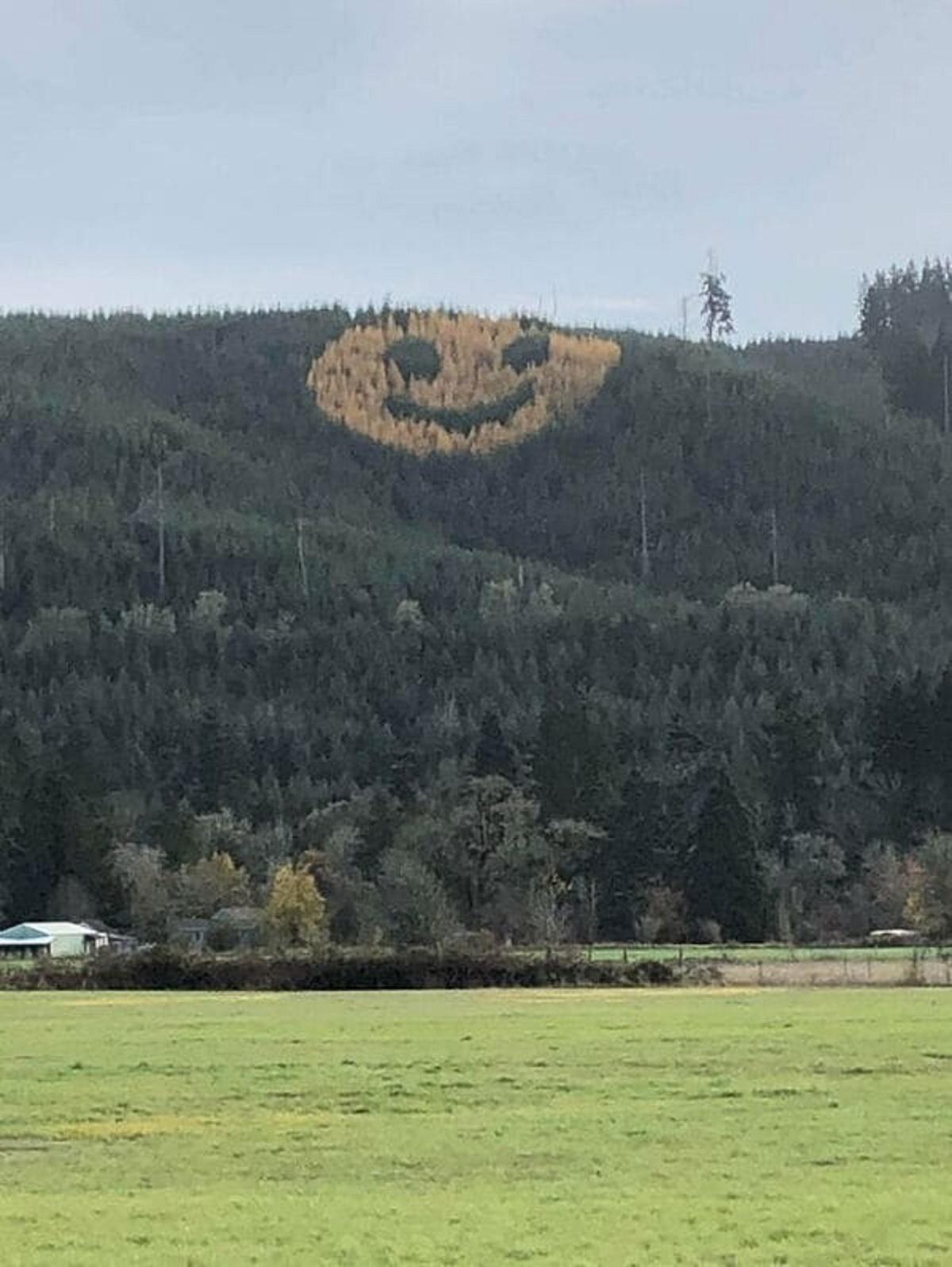 “How They Replanted This Forest To Smile At You In The Fall”