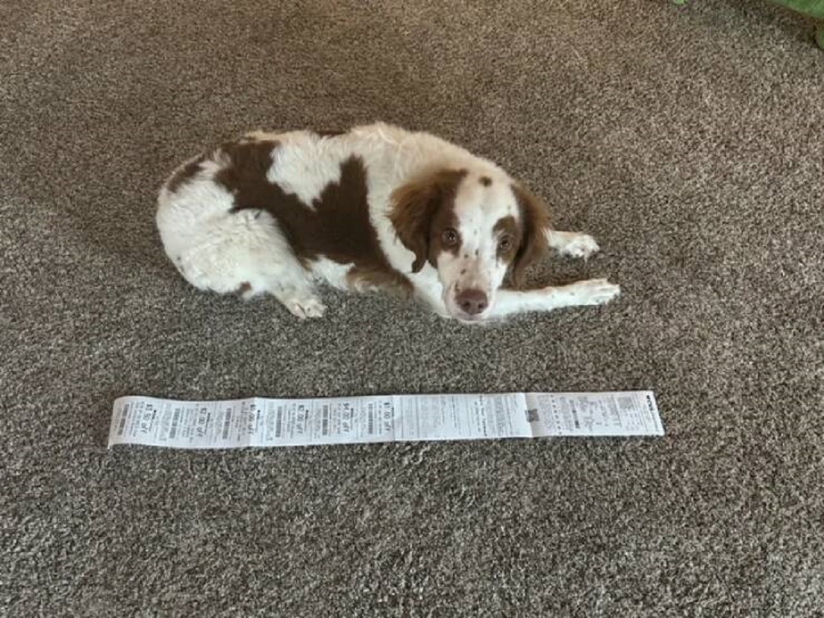 "My 3 item receipt from CVS is longer than my dog."