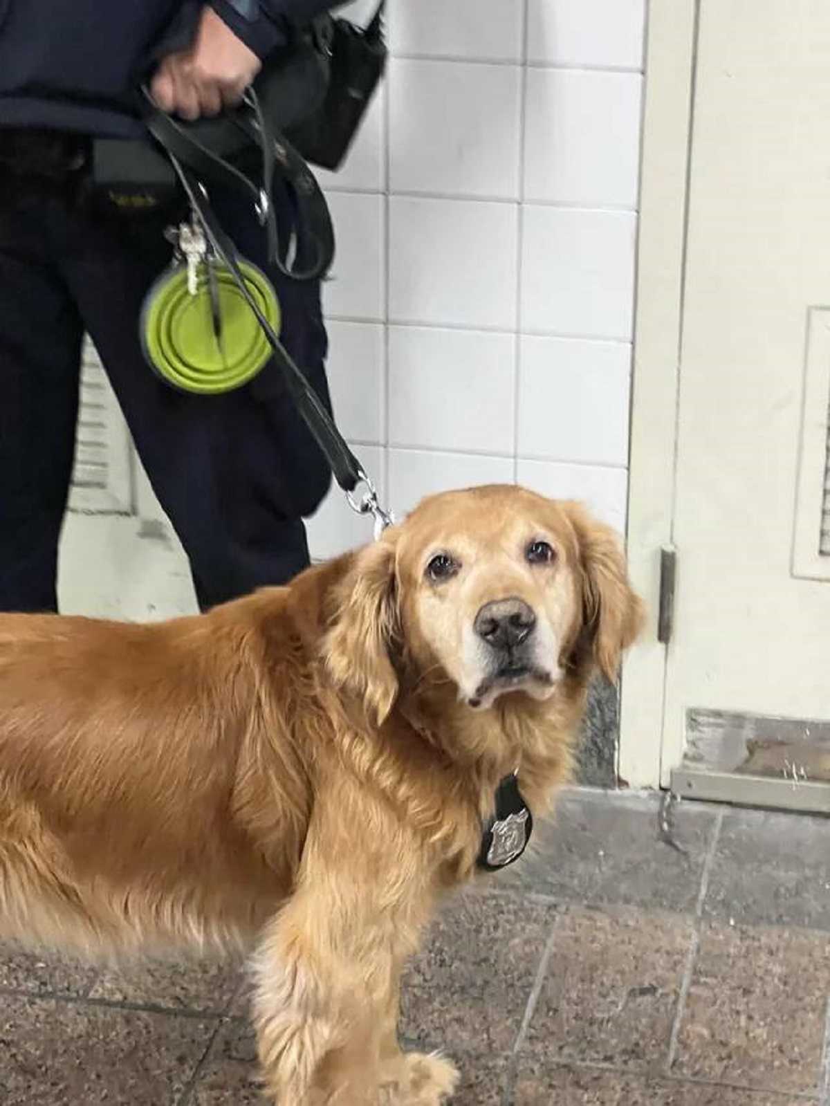 "NYPD dogs have badges"