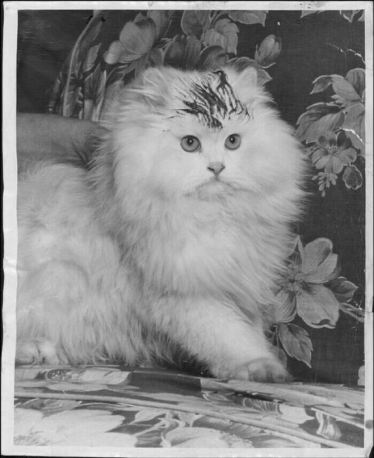 "Persian Cat Sabotaged Before A Cat Show In Milwaukee, Wisconsin In 1949. ⁣⁣ ⁣⁣ According To Her Owner, Petite Lilly Bear Was Smeared With Makeup By An Unknown Assailant In The Hours Before A Sunday Morning Cat Show, Ruining Her Chances Of Winning"