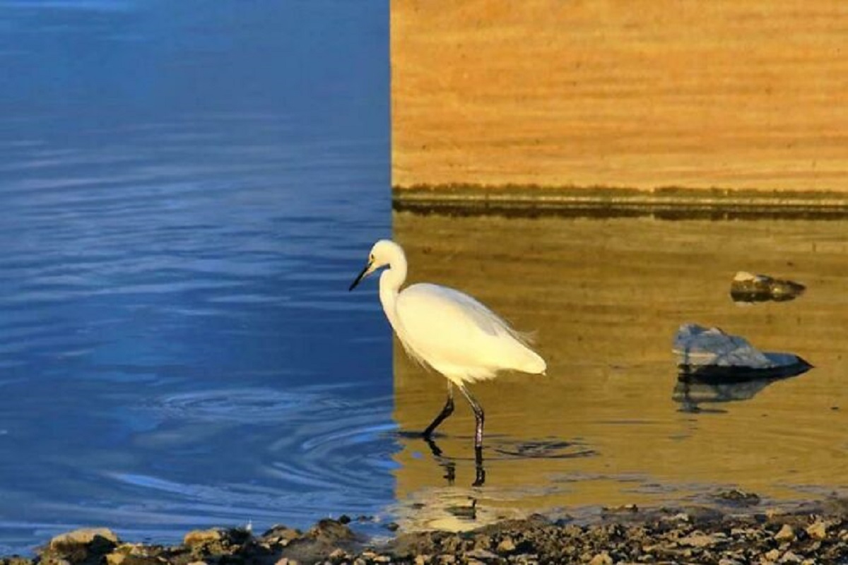This Is A Real Picture Taken By Photographer Keinichi Ohno. It's A Single Photo Of A Bird Standing At The Edge Of Some Water With A Wall And Its Reflection Creating A Fascinating Optical Illusion