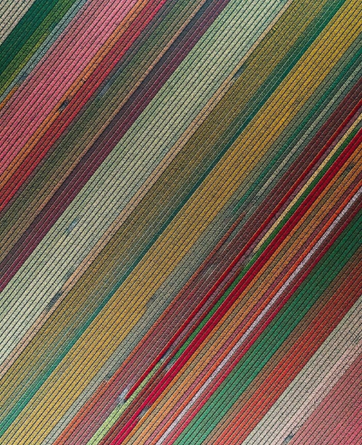 An Aerial View On Tulip Fields, Netherland
