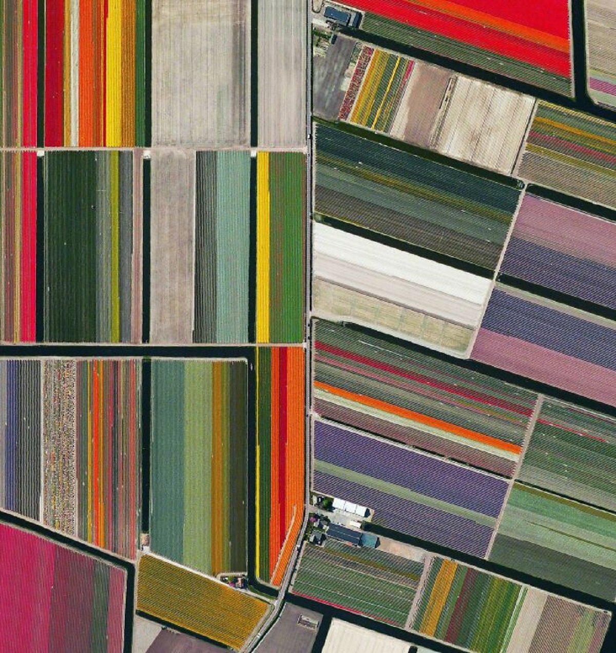Aerial View Of Holland’s Tulip Fields