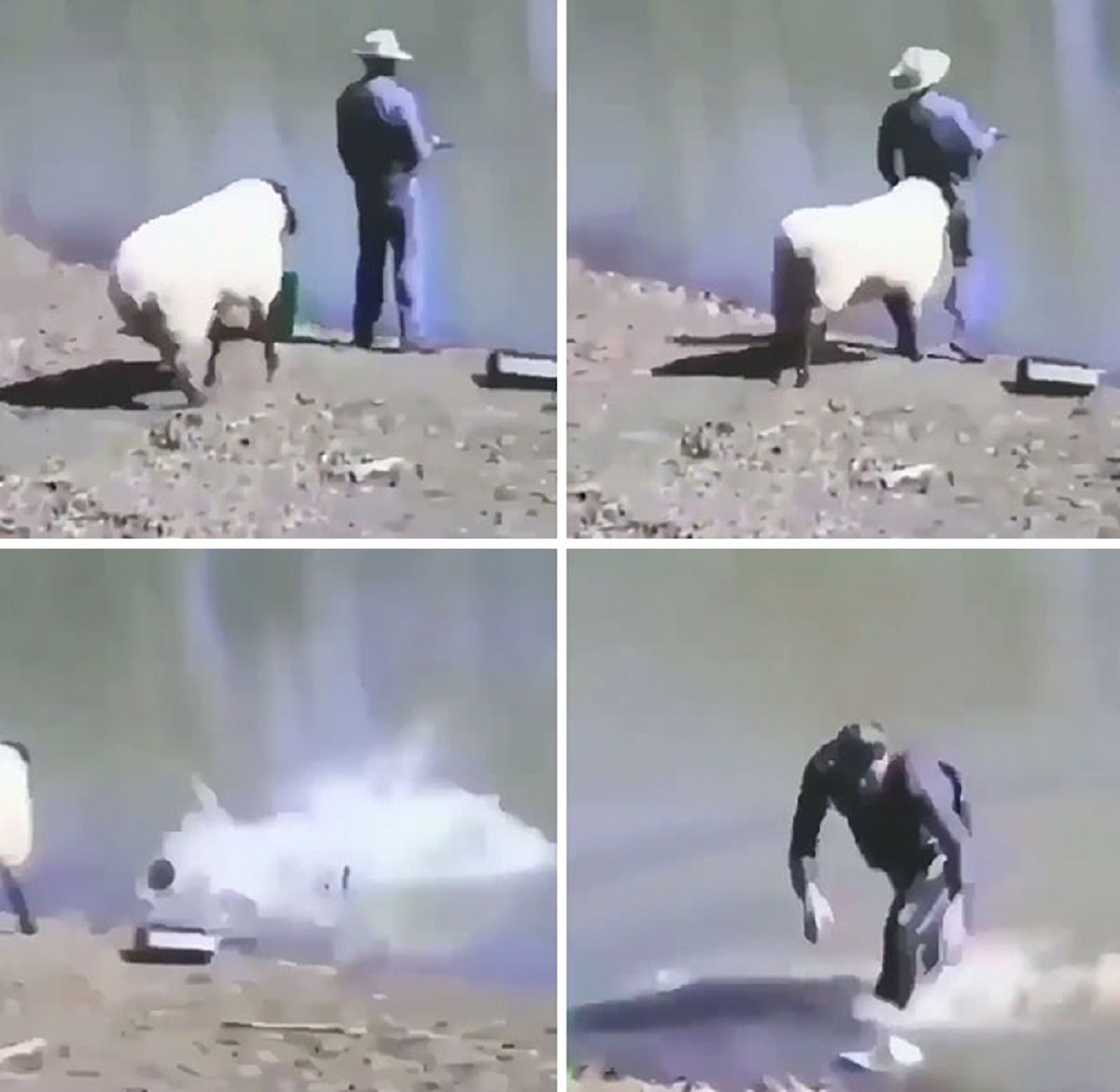 Sheep Charging Fisherman, Pushed Into The Water