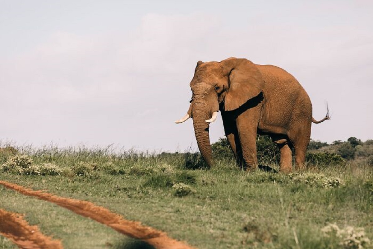 Elephants can hear through both their ears and feet. Through special fat pads called digital cushions, they can hear sounds other elephants vocalize below the range of human hearing from many miles away. This helps warn them of far off danger, incoming floods, and rival elephants.