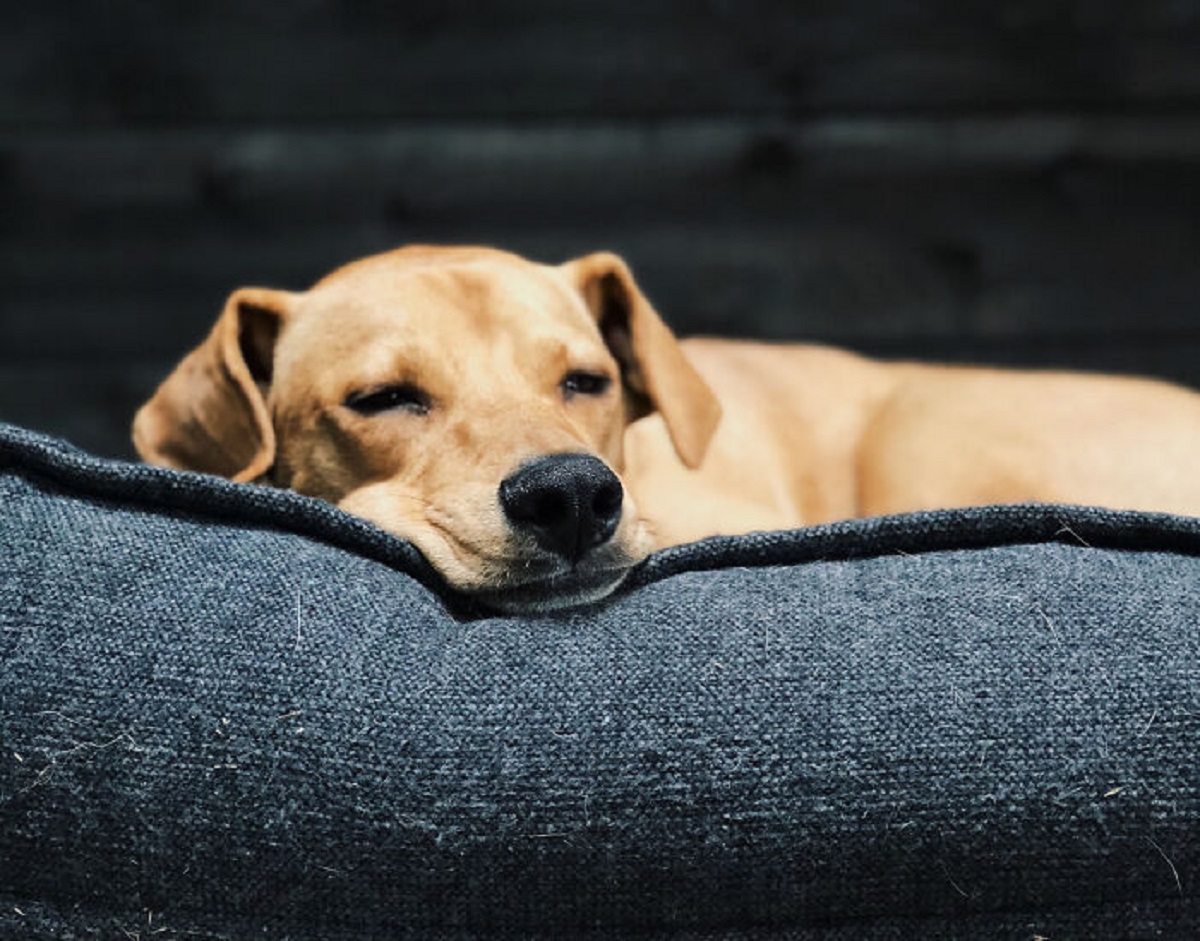 Dogs and cats circle around before bedding down as a throwback to their wild ancestors. Their survival instincts provoked them to position themselves in the direction of the wind to pick up predator scents and choose the best angle for keeping an eye on the environment.