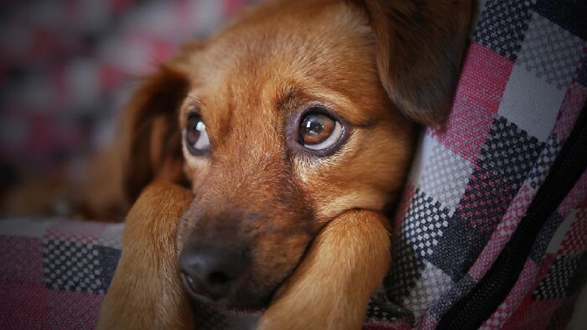 That since domestication, dogs' eyes have changed. Dogs now have eye muscles that make them more expressive and infant-like. These same muscles are absent in wolves, their closest relative.