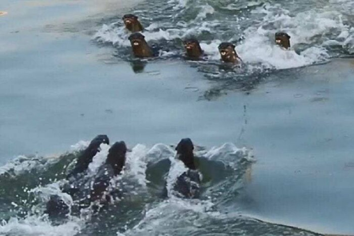 there are otter gangs in Singapore who fight for territories. It is well followed by the locals and the press. Each gangs has names and reputations.