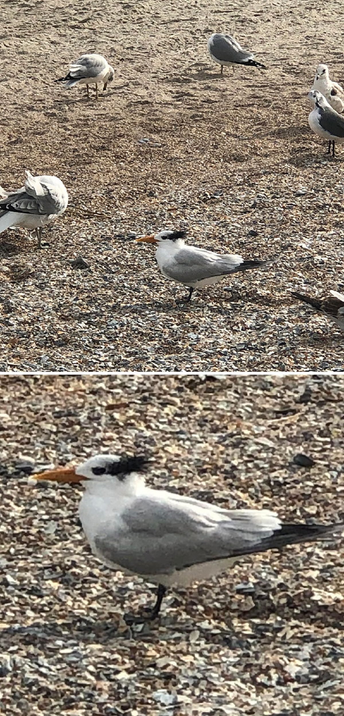 This Bird That Looks Like Danny DeVito