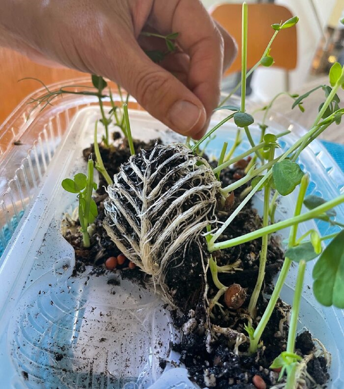 The Roots Of These Sprouts Grew In The Shape Of A Leaf