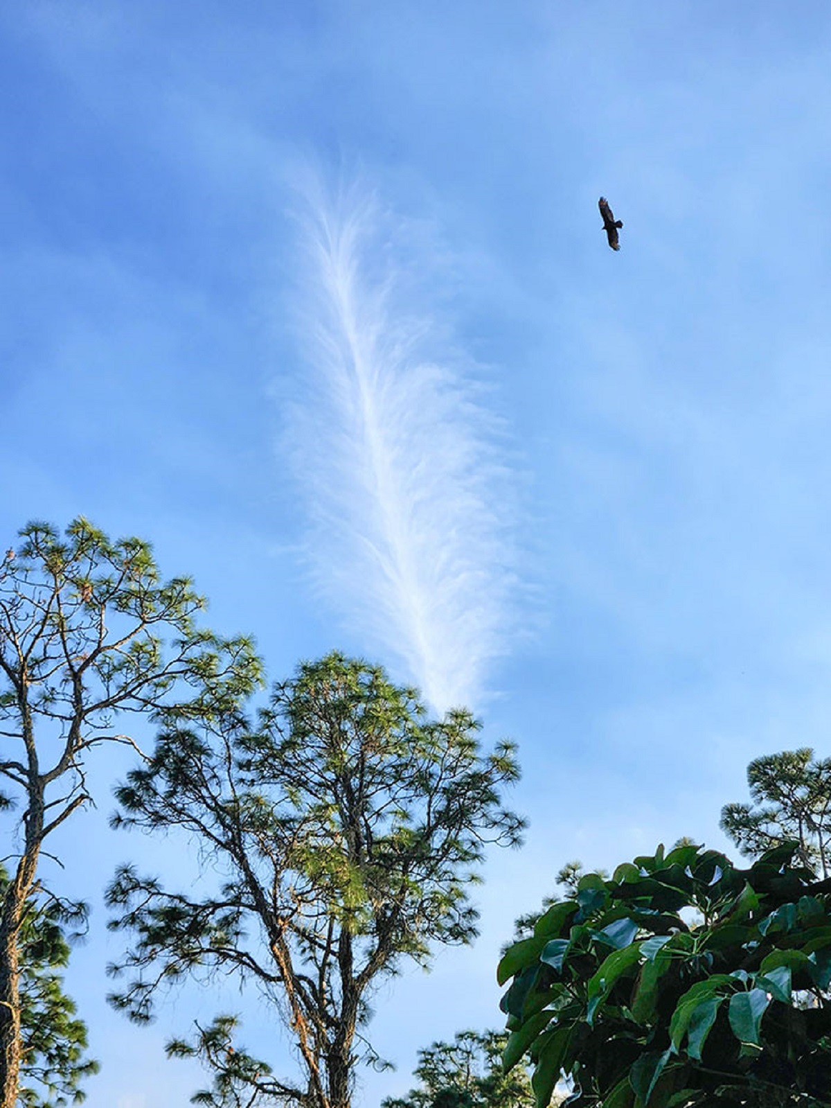 I Was Taking A Picture Of This Cloud That Looks Like A Feather When A Bird Flew Into The Shot